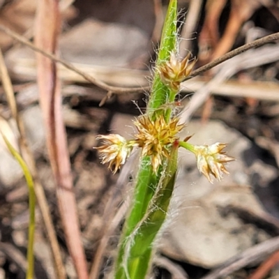 Luzula meridionalis (Common Woodrush) at Wanna Wanna Nature Reserve - 23 Sep 2023 by trevorpreston