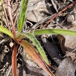 Luzula meridionalis at Carwoola, NSW - 23 Sep 2023