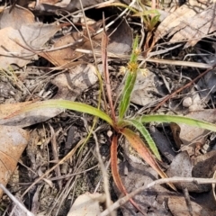 Luzula meridionalis at Carwoola, NSW - 23 Sep 2023