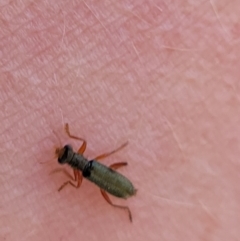 Lemidia subaenea (Clerid beetle) at Wanna Wanna Nature Reserve - 23 Sep 2023 by trevorpreston