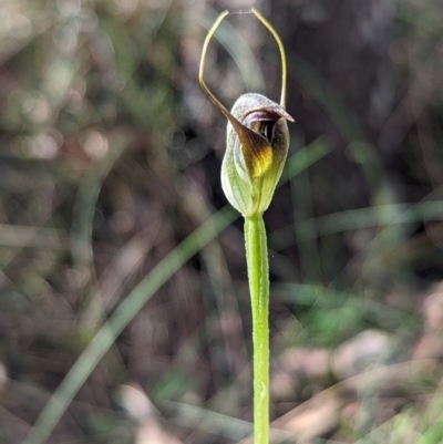 Pterostylis pedunculata (Maroonhood) at Tidbinbilla Nature Reserve - 23 Sep 2023 by Rebeccajgee