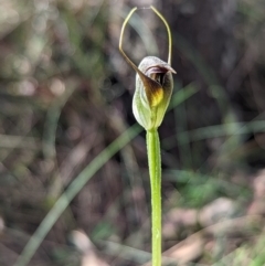 Pterostylis pedunculata (Maroonhood) at Paddys River, ACT - 23 Sep 2023 by Rebeccajgee