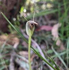 Pterostylis pedunculata at Paddys River, ACT - 23 Sep 2023