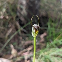 Pterostylis pedunculata at Paddys River, ACT - 23 Sep 2023