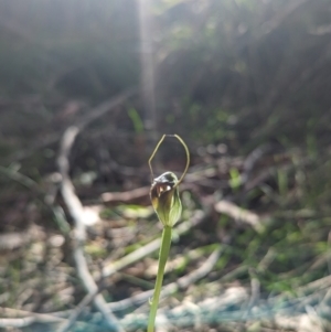 Pterostylis pedunculata at Paddys River, ACT - 23 Sep 2023