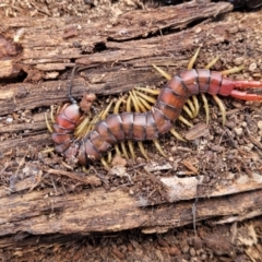 Cormocephalus aurantiipes (Orange-legged Centipede) at Wanna Wanna Nature Reserve - 23 Sep 2023 by trevorpreston