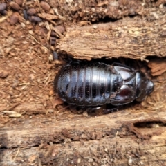 Panesthia australis (Common wood cockroach) at QPRC LGA - 23 Sep 2023 by trevorpreston