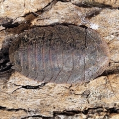 Laxta granicollis (Common bark or trilobite cockroach) at QPRC LGA - 23 Sep 2023 by trevorpreston
