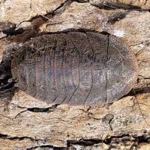 Laxta granicollis at Carwoola, NSW - 23 Sep 2023