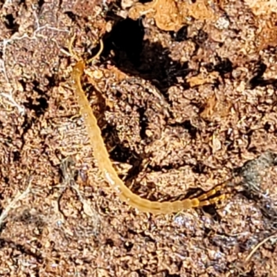 Chilopoda (class) (Centipede) at QPRC LGA - 23 Sep 2023 by trevorpreston