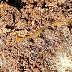 Chilopoda (class) at Carwoola, NSW - 23 Sep 2023 01:29 PM