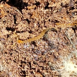 Chilopoda (class) at Carwoola, NSW - 23 Sep 2023 01:29 PM