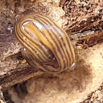 Fletchamia quinquelineata (Five-striped flatworm) at Carwoola, NSW - 23 Sep 2023 by trevorpreston