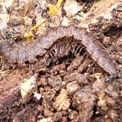 Dalodesmidae (family) (Dalodesmid flat-backed millipede) at Carwoola, NSW - 23 Sep 2023 by trevorpreston