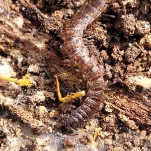 Dalodesmidae (family) at Carwoola, NSW - 23 Sep 2023