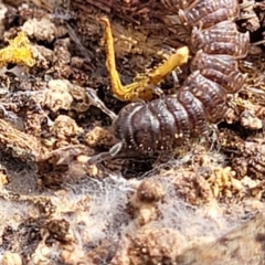 Dalodesmidae (family) at Carwoola, NSW - 23 Sep 2023