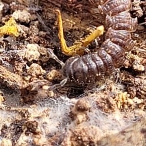 Dalodesmidae (family) at Carwoola, NSW - 23 Sep 2023