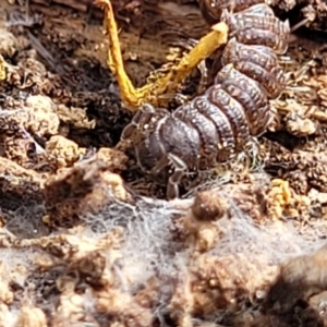 Dalodesmidae (family) at Carwoola, NSW - 23 Sep 2023