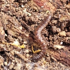 Dalodesmidae (family) at Carwoola, NSW - 23 Sep 2023