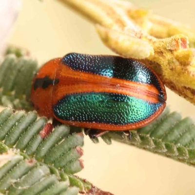 Calomela curtisi (Acacia leaf beetle) at Acton, ACT - 23 Sep 2023 by ConBoekel