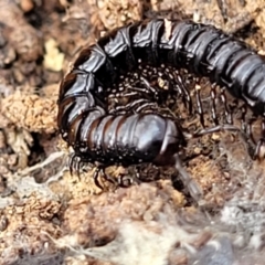 Paradoxosomatidae sp. (family) (Millipede) at QPRC LGA - 23 Sep 2023 by trevorpreston