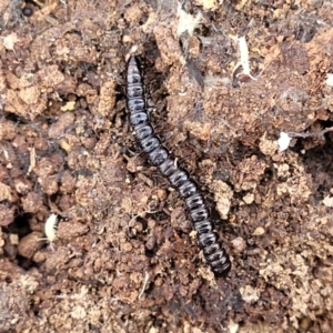 Paradoxosomatidae sp. (family) at Carwoola, NSW - 23 Sep 2023