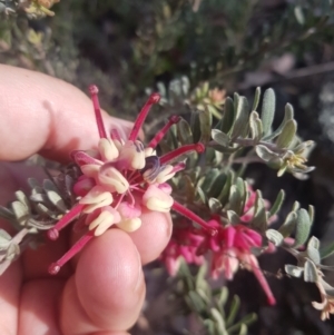 Grevillea lanigera at Carwoola, NSW - suppressed