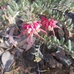 Grevillea lanigera at Carwoola, NSW - suppressed