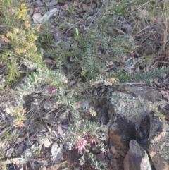 Grevillea lanigera at Carwoola, NSW - suppressed