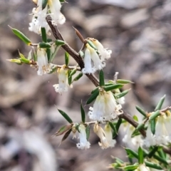 Styphelia fletcheri subsp. brevisepala (Twin Flower Beard-Heath) at Carwoola, NSW - 23 Sep 2023 by trevorpreston