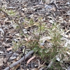 Styphelia fletcheri subsp. brevisepala at Carwoola, NSW - 23 Sep 2023