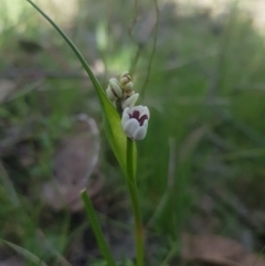 Wurmbea dioica subsp. dioica (Early Nancy) at Karabar, NSW - 23 Sep 2023 by danswell