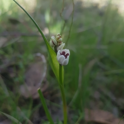 Wurmbea dioica subsp. dioica (Early Nancy) at QPRC LGA - 23 Sep 2023 by danswell