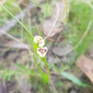 Wurmbea dioica subsp. dioica at Karabar, NSW - 23 Sep 2023