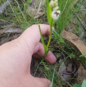 Wurmbea dioica subsp. dioica at Karabar, NSW - 23 Sep 2023