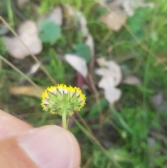 Craspedia variabilis (Common Billy Buttons) at Cuumbeun Nature Reserve - 23 Sep 2023 by danswell