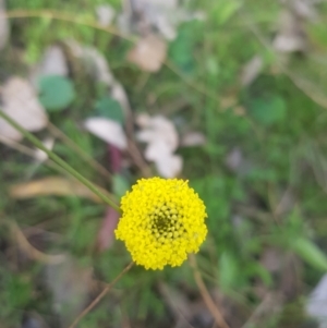 Craspedia variabilis at Carwoola, NSW - 23 Sep 2023