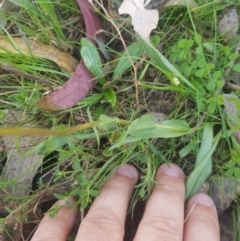 Craspedia variabilis at Carwoola, NSW - 23 Sep 2023