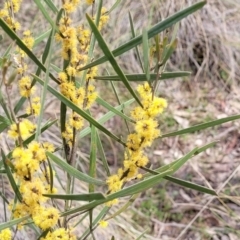 Acacia dawsonii (Dawson's Wattle) at QPRC LGA - 23 Sep 2023 by trevorpreston