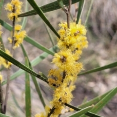 Acacia dawsonii at Carwoola, NSW - 23 Sep 2023 01:16 PM