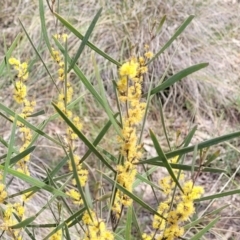 Acacia dawsonii at Carwoola, NSW - 23 Sep 2023