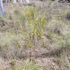 Acacia dawsonii at Carwoola, NSW - 23 Sep 2023