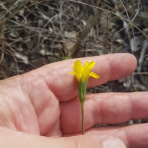 Microseris walteri at Canberra Airport, ACT - suppressed