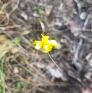 Microseris walteri at Canberra Airport, ACT - suppressed