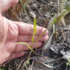 Microseris walteri at Canberra Airport, ACT - suppressed