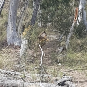 Dama dama at Queanbeyan East, NSW - suppressed