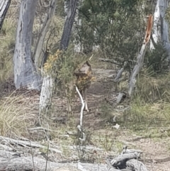 Dama dama (Fallow Deer) at Queanbeyan East, NSW - 23 Sep 2023 by danswell