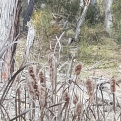 Dama dama at Queanbeyan East, NSW - suppressed