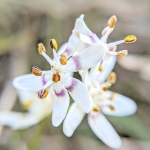 Wurmbea dioica subsp. dioica at Gungahlin, ACT - 21 Sep 2023 04:55 PM