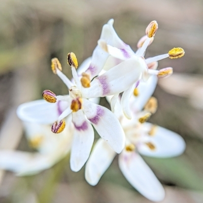 Wurmbea dioica subsp. dioica (Early Nancy) at Mulligans Flat - 21 Sep 2023 by BelindaWilson